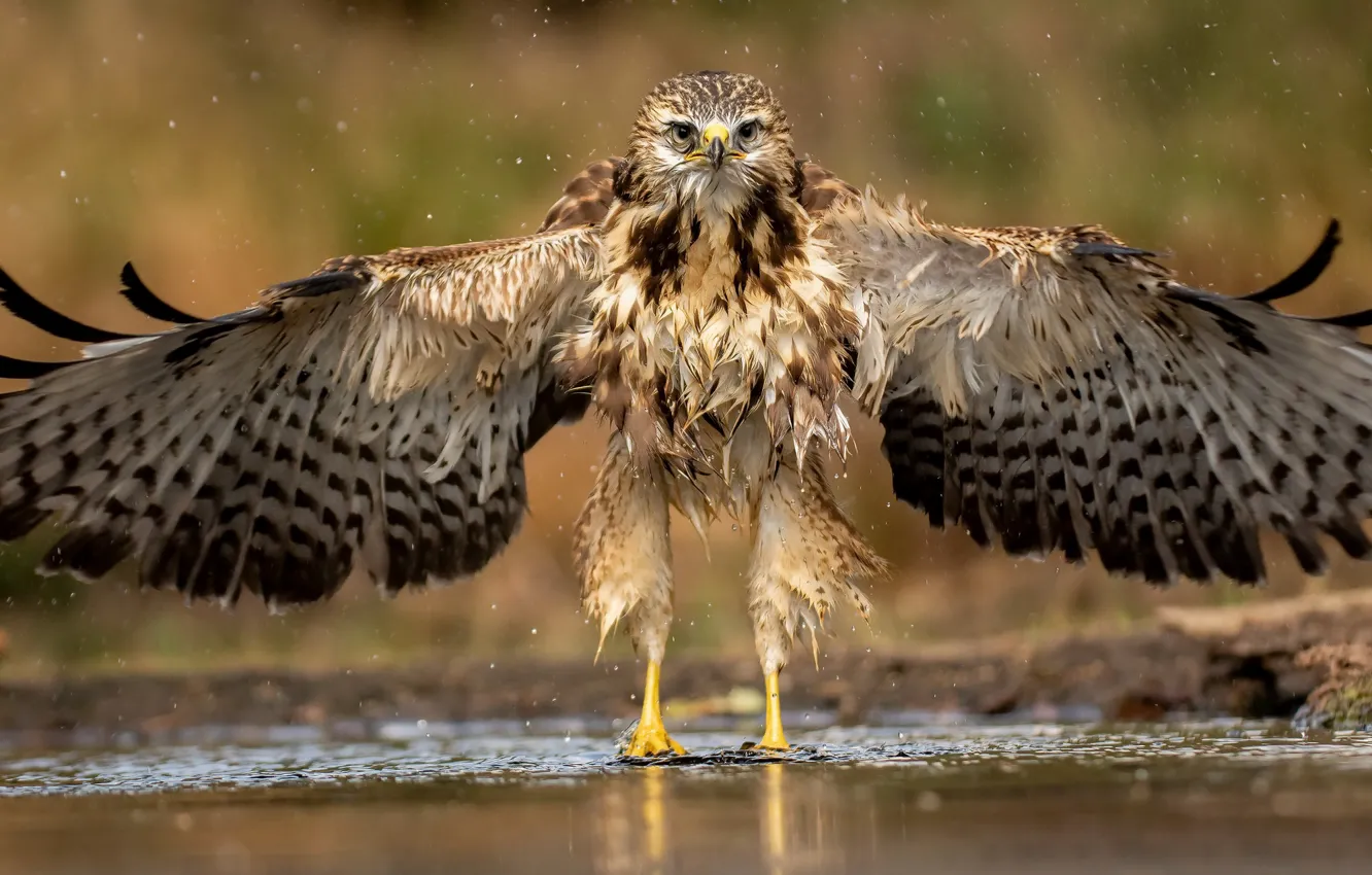 Photo wallpaper water, nature, bird, eagle