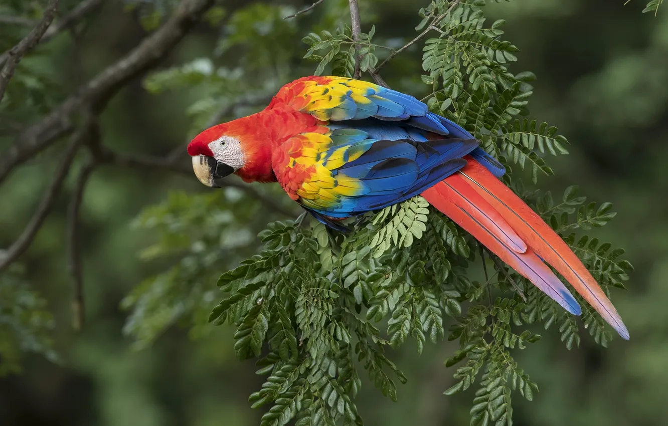 Photo wallpaper bird, feathers, parrot, Ara