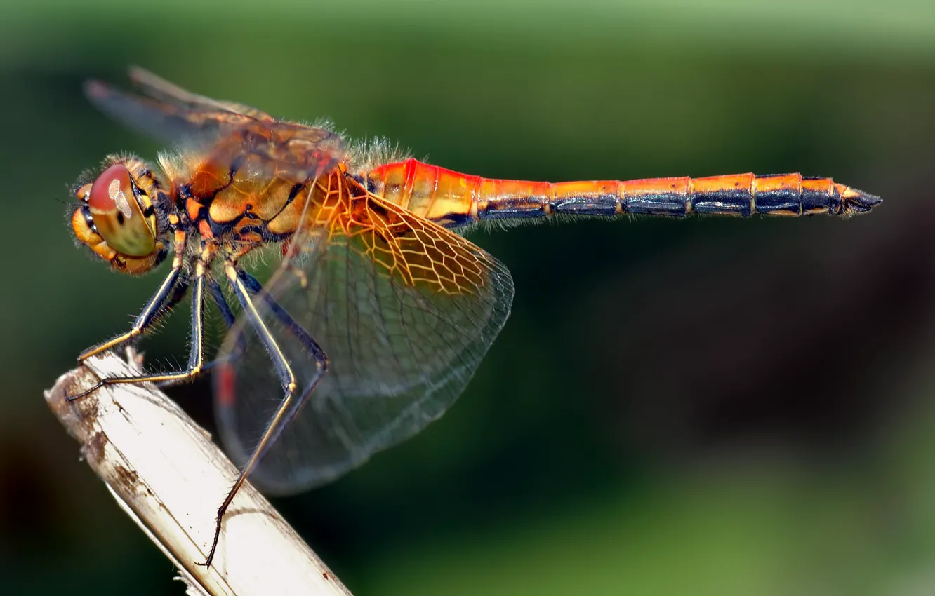Photo wallpaper macro, insects, dragonfly, Yellowwinged-Darter
