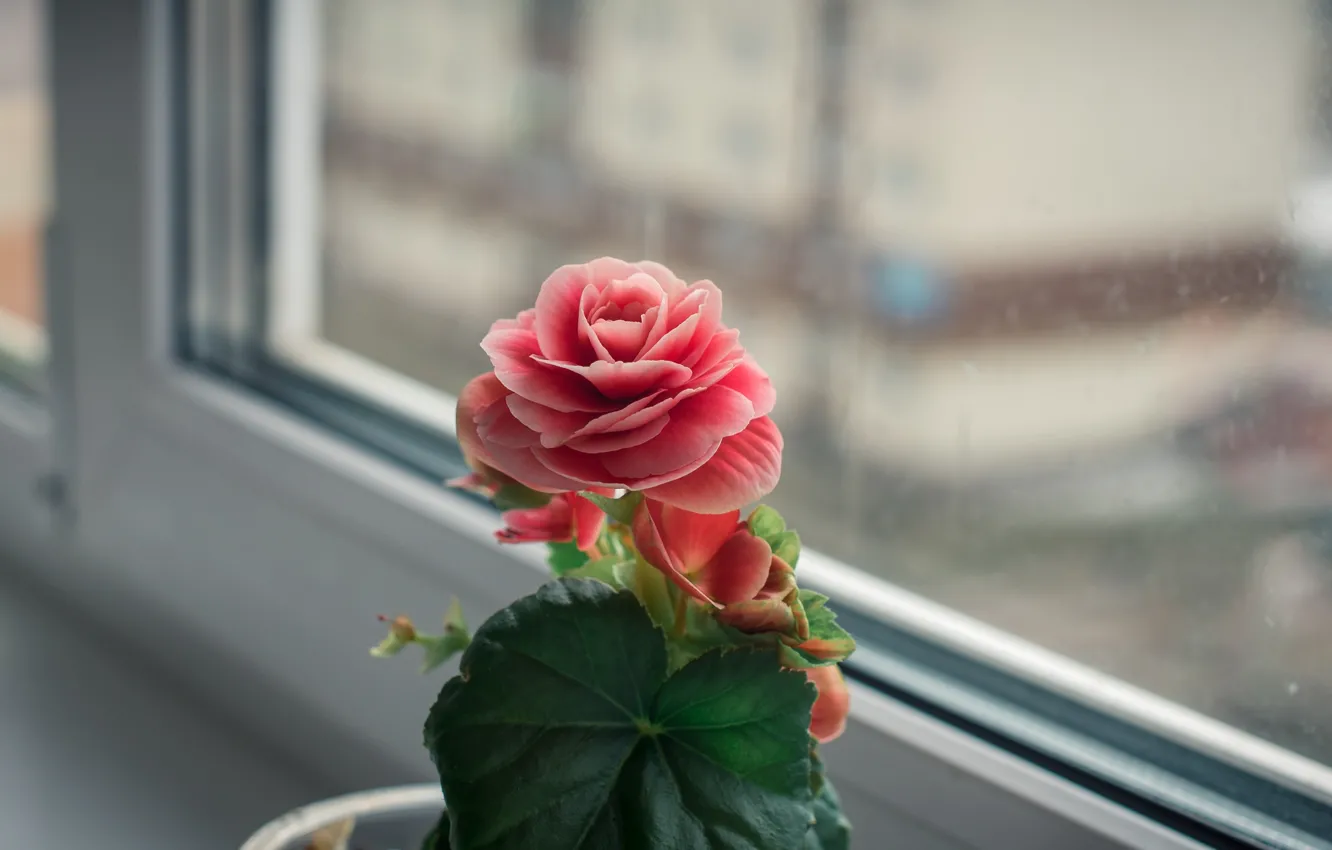 Photo wallpaper flowers, mood, color, blooms, flowers, flowering, flower, beauty