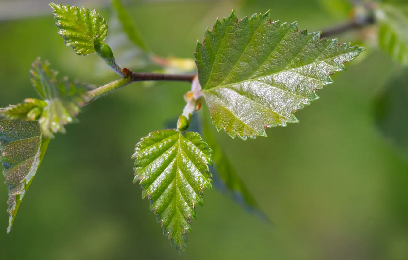 Photo wallpaper spring, leaf, twig