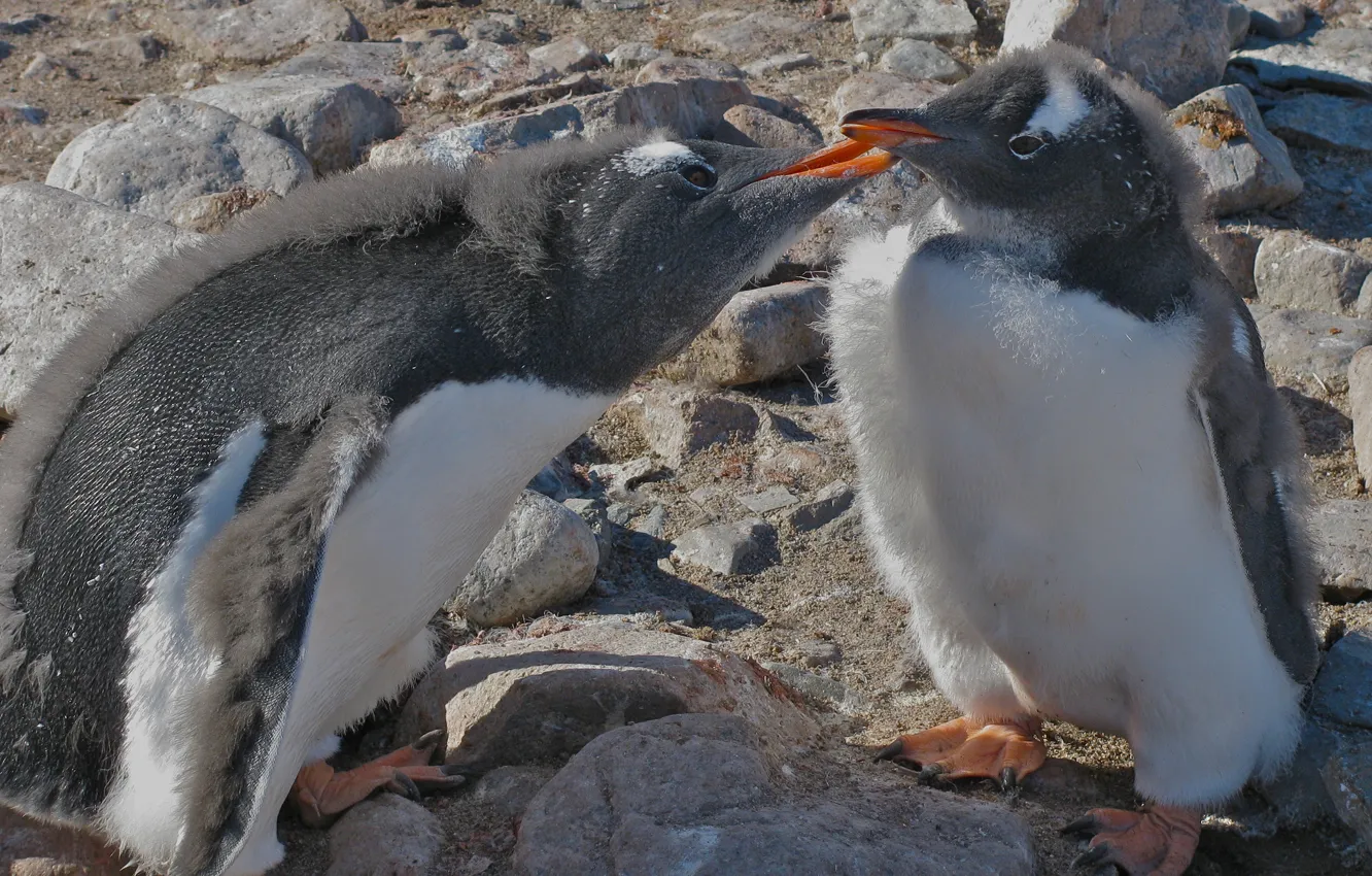 Photo wallpaper penguins, Chicks, Antarctica