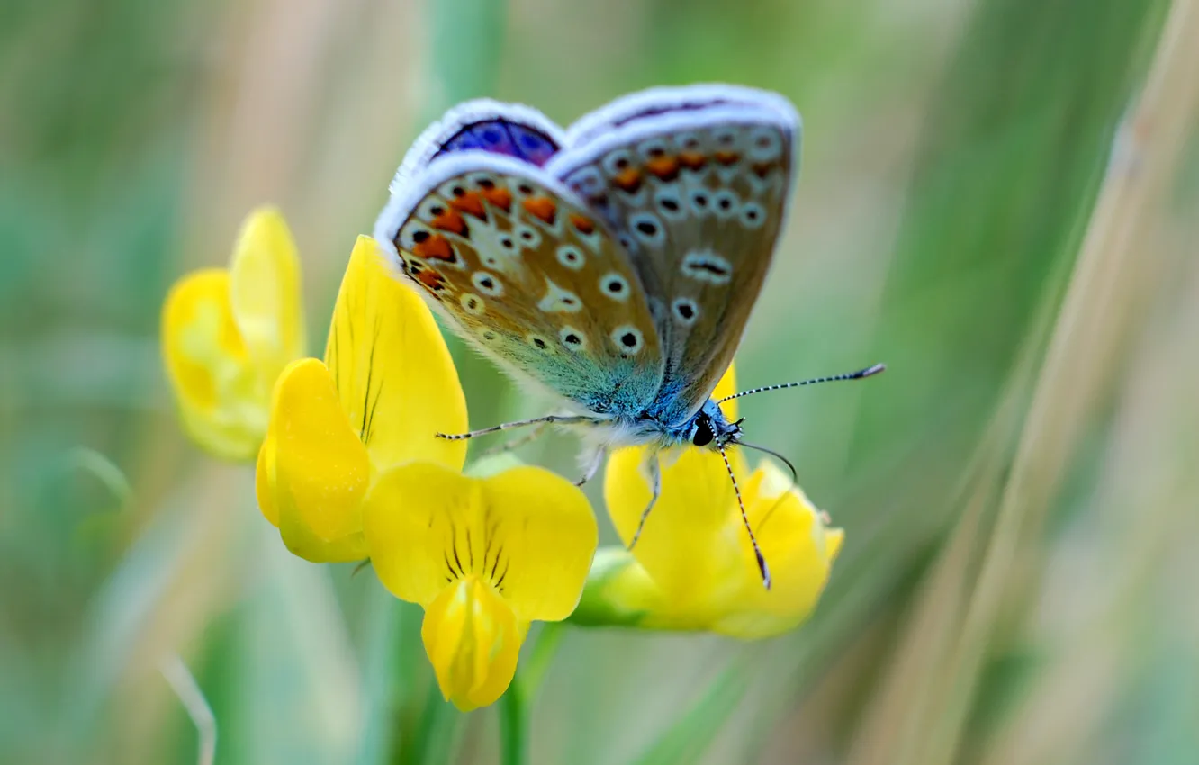 Photo wallpaper flower, nature, butterfly, petals, moth