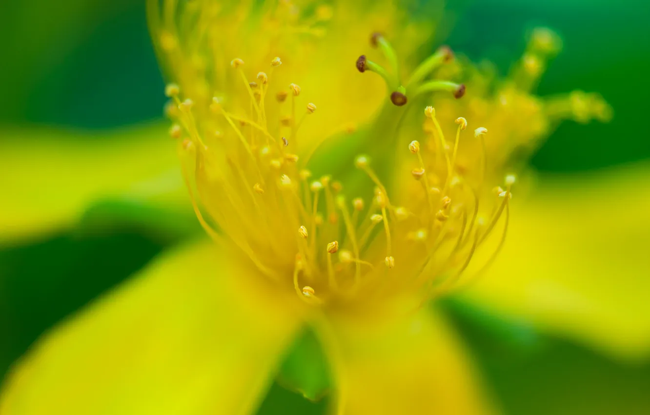 Photo wallpaper macro, flowers, yellow, petals, stamens, pistil