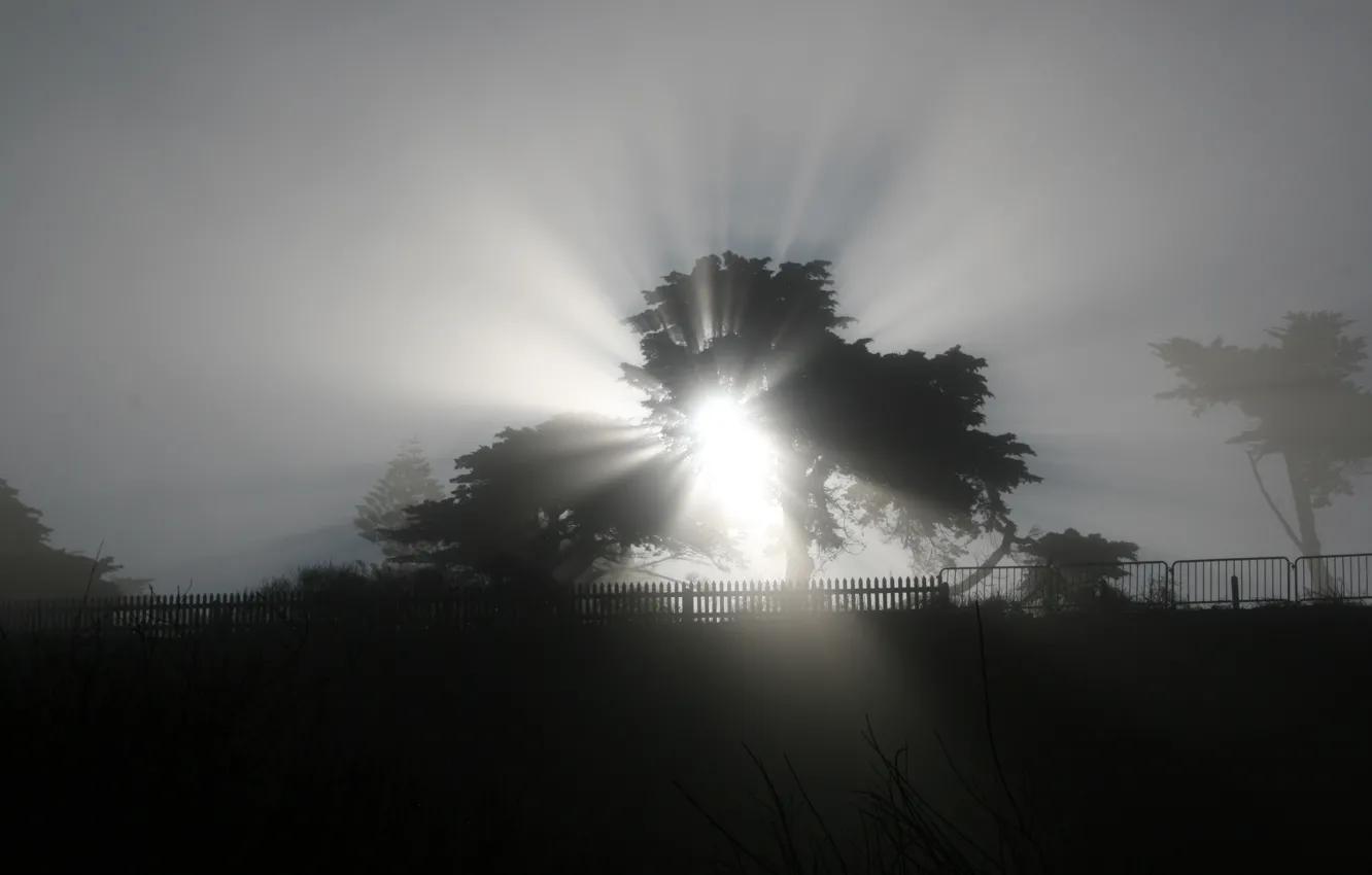 Photo wallpaper TREE, LIGHT, WALL, RAYS, The FENCE, FOG, CROWN