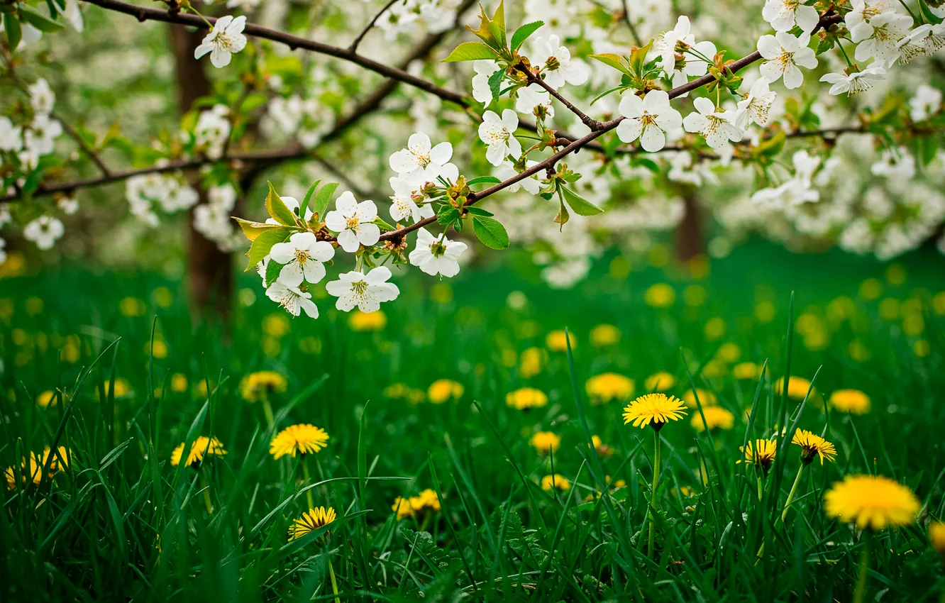 Photo wallpaper grass, the sun, trees, flowers, cherry, Wallpaper, spring, garden