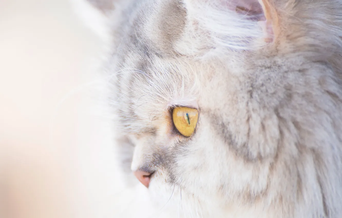 Photo wallpaper cat, cat, portrait, muzzle, profile