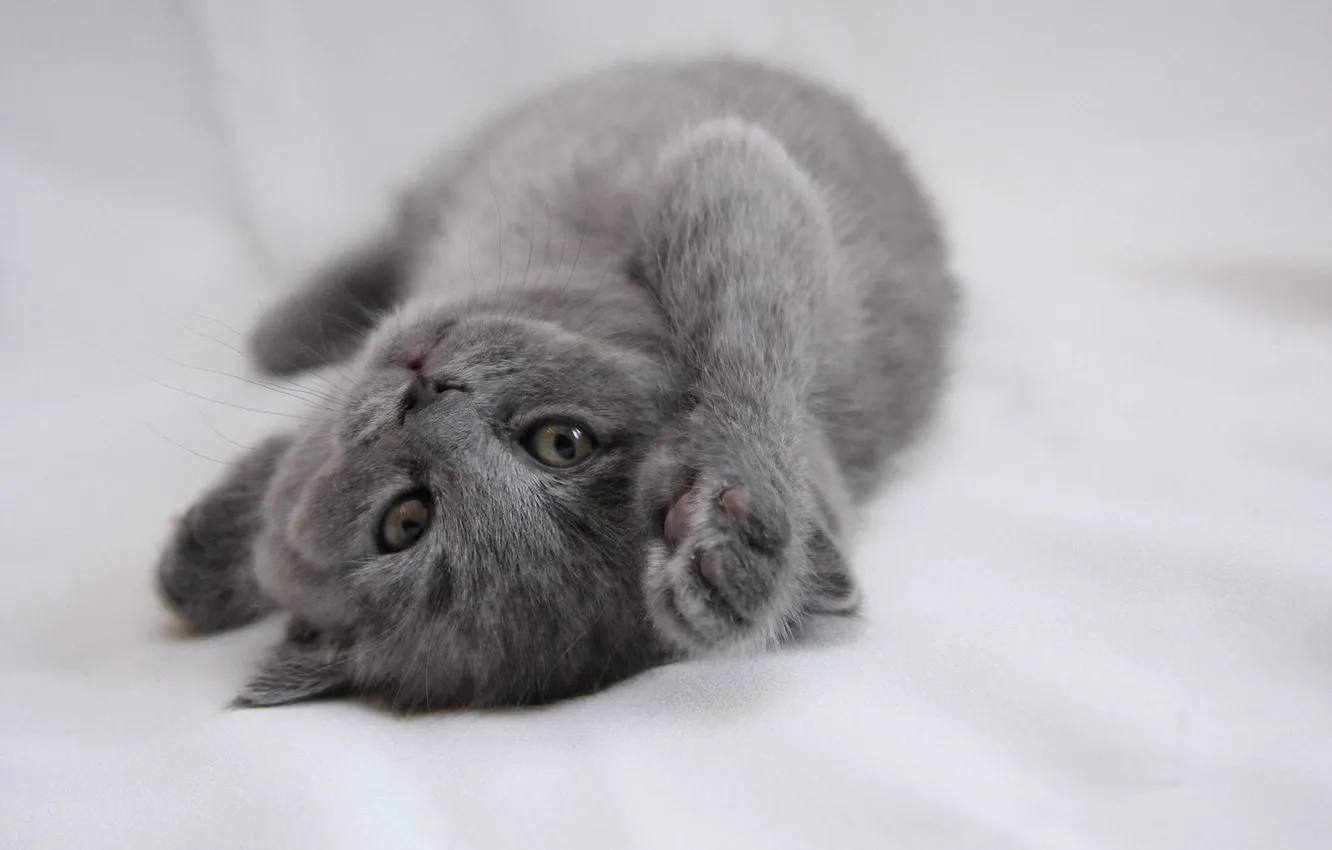 Photo wallpaper kitty, grey, kitty