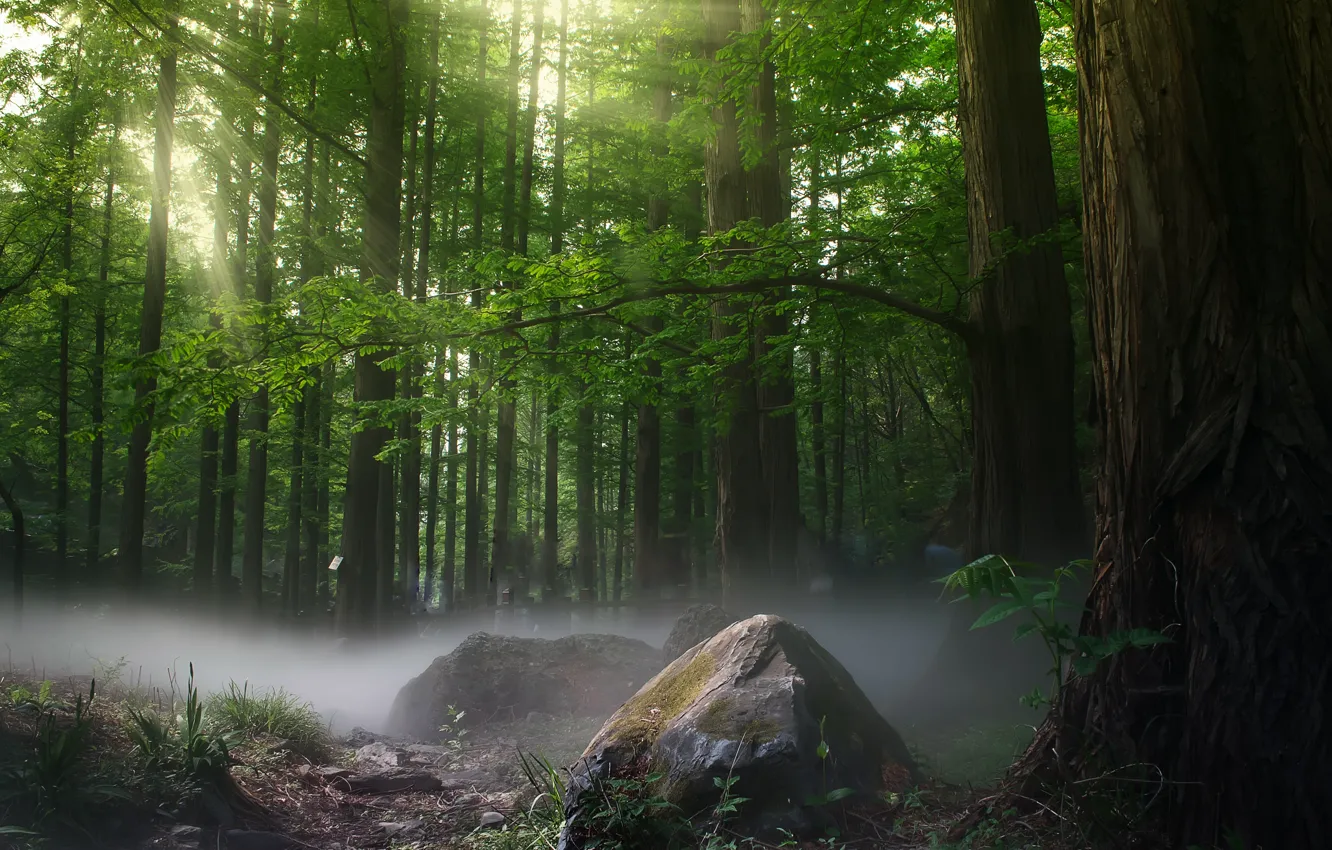 Photo wallpaper forest, fog, photo, tree, stone