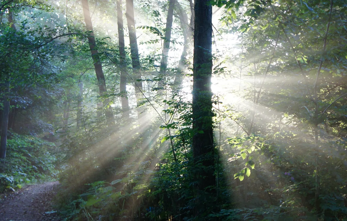 Photo wallpaper forest, rays, foliage