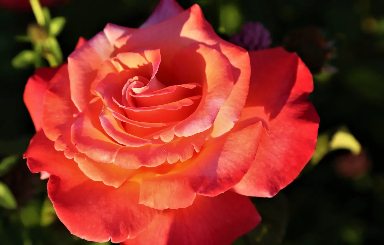 Photo wallpaper close-up, blur, Orange rose