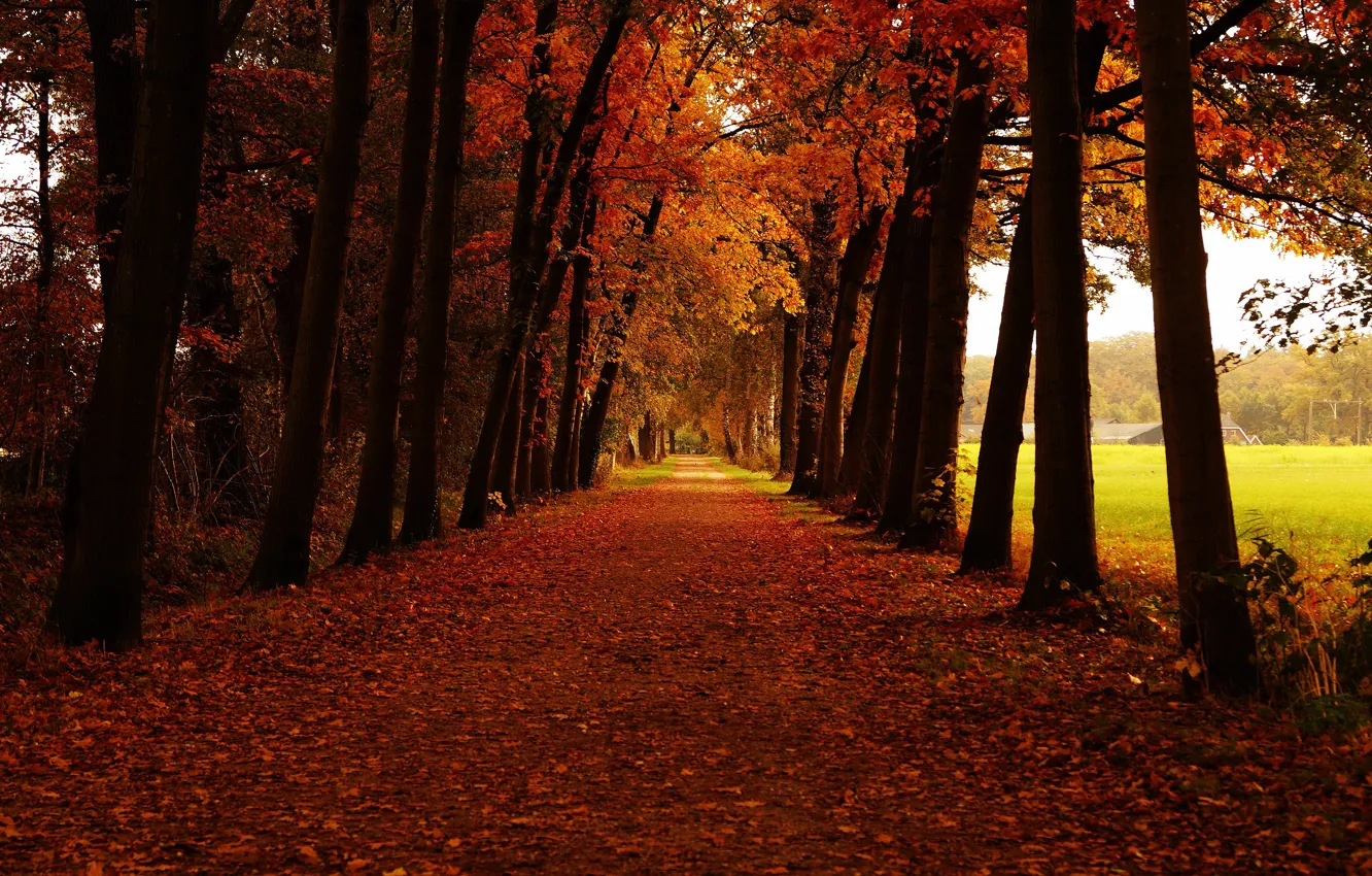 Photo wallpaper road, field, autumn, trees, Park, branch, foliage, trunk