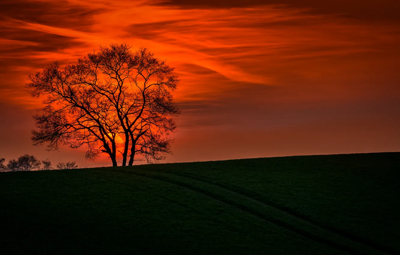 Photo wallpaper the sky, landscape, sunset, branches, nature, tree