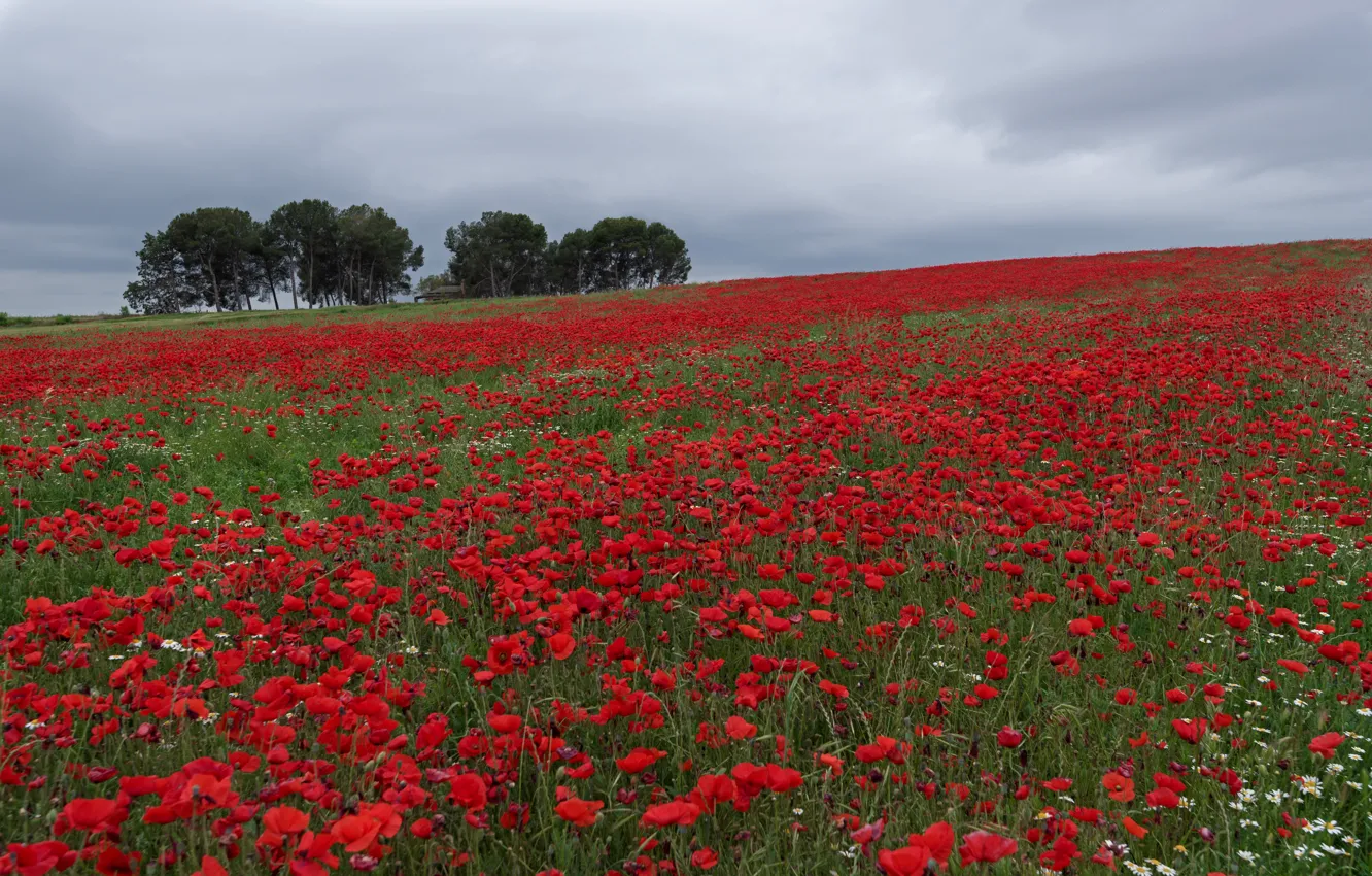Photo wallpaper field, trees, Maki, poppy field