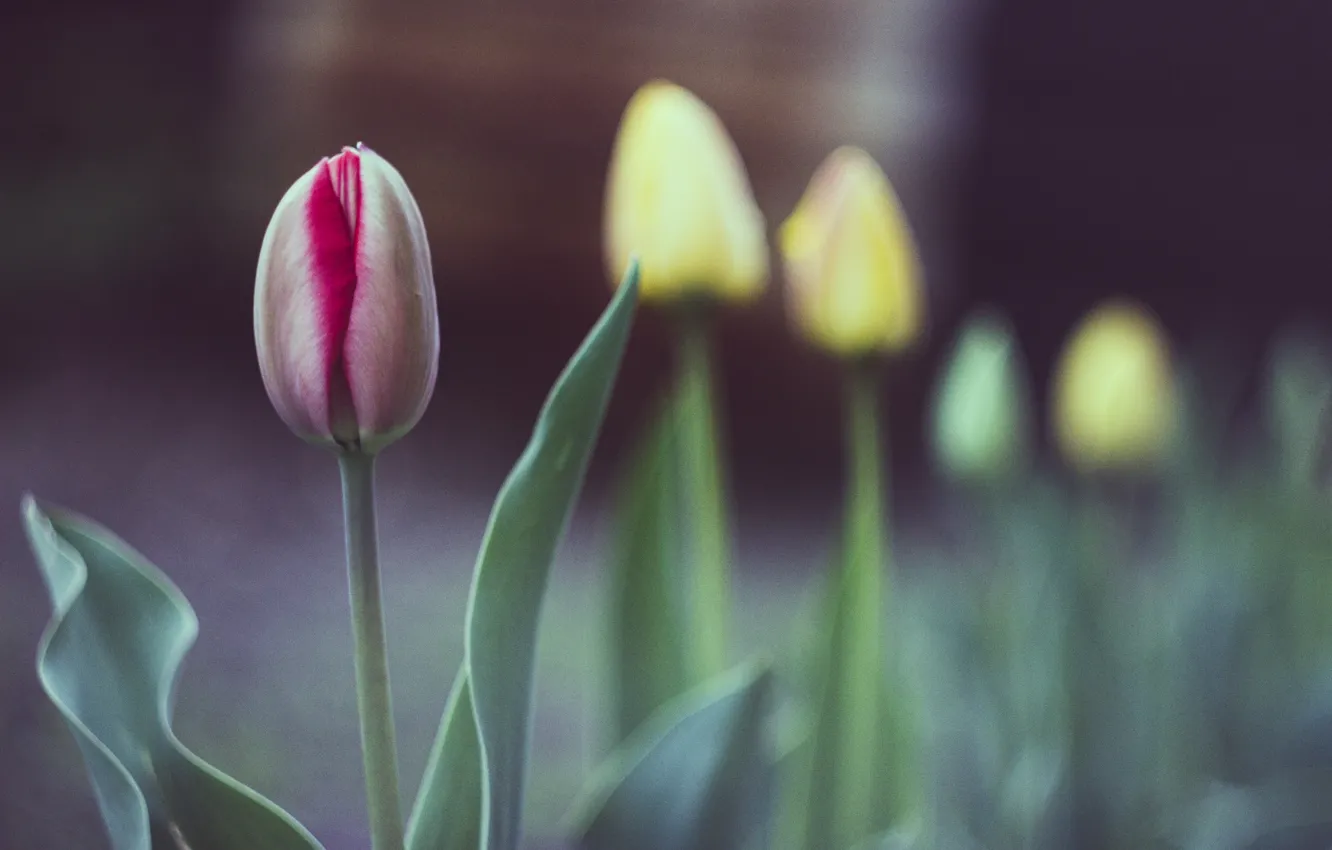 Photo wallpaper trees, flowers, nature, spring