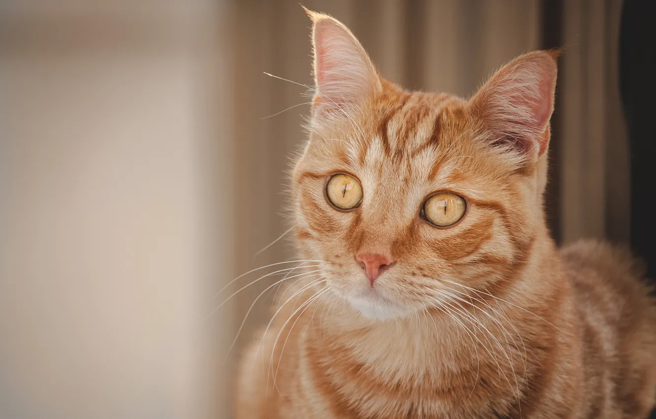 Photo wallpaper cat, look, portrait, muzzle, red cat