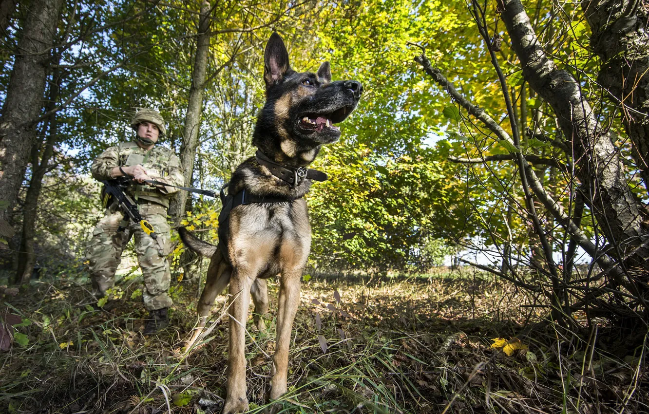 Photo wallpaper dog, army, soldiers