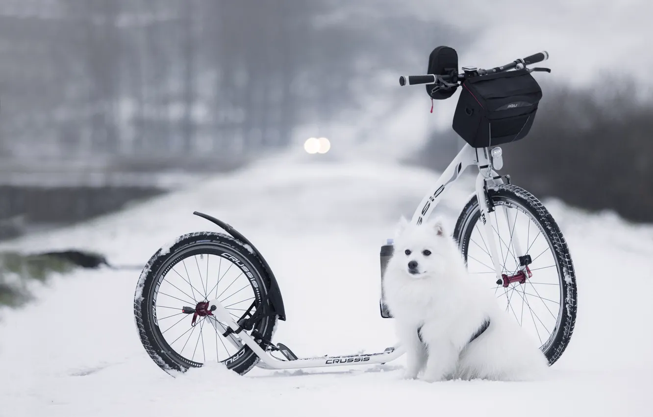 Photo wallpaper winter, road, white, snow, nature, dog, bag, sitting