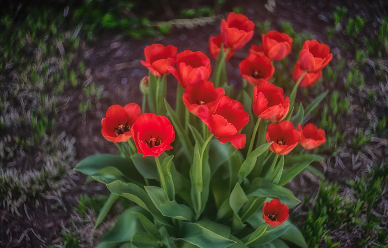 Photo wallpaper leaves, flowers, red, spring, garden, tulips, flowerbed, the view from the top