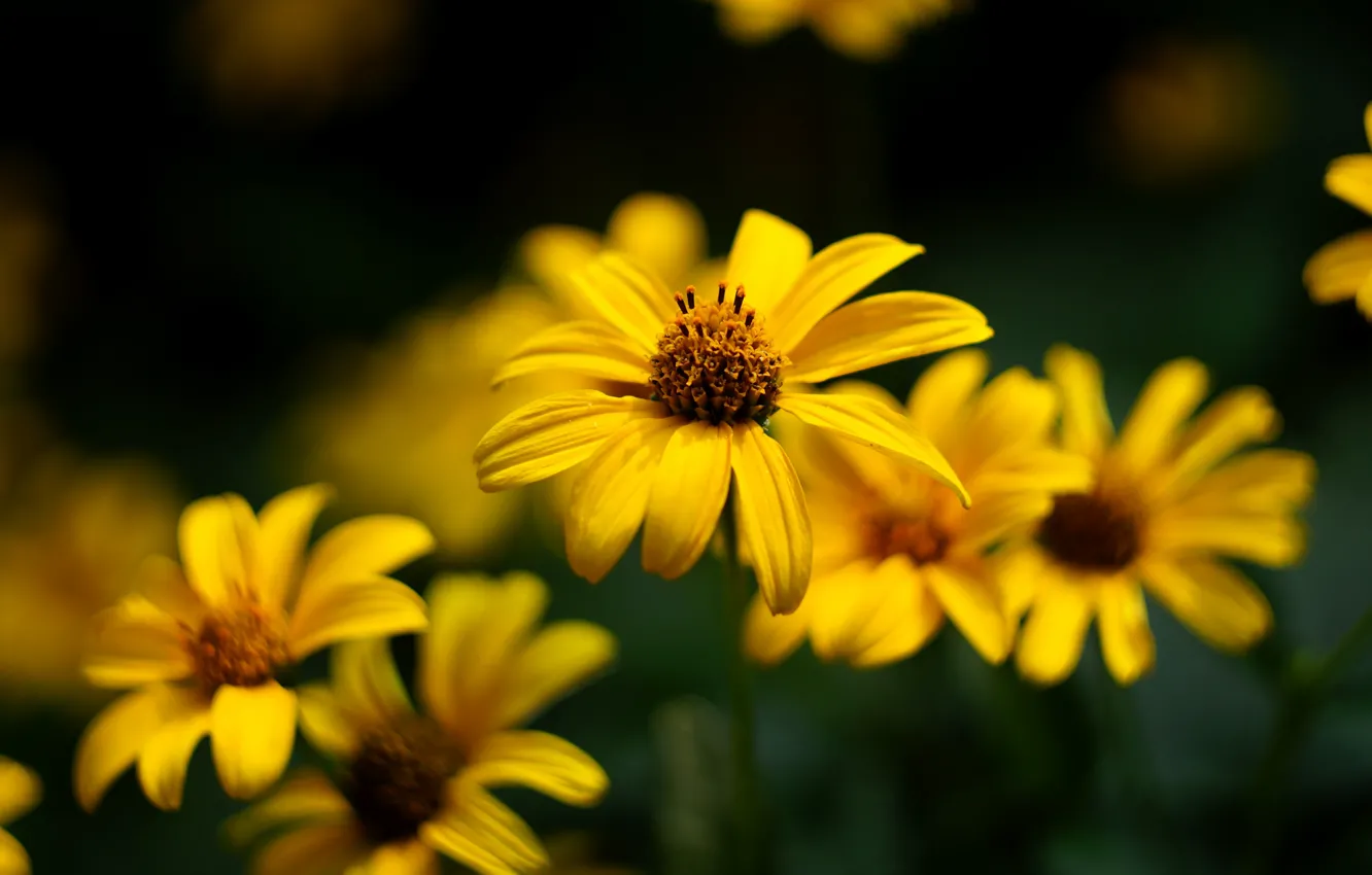Photo wallpaper flowers, yellow, the dark background, petals, garden, bokeh, rudbeckia