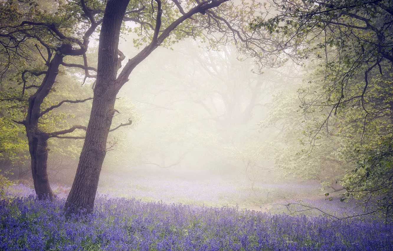 Photo wallpaper flowers, fog, tree, spring, morning