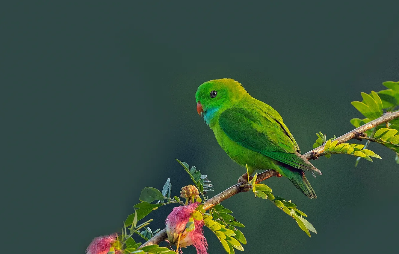 Photo wallpaper background, bird, branch, parrot, Spring hanging parrot