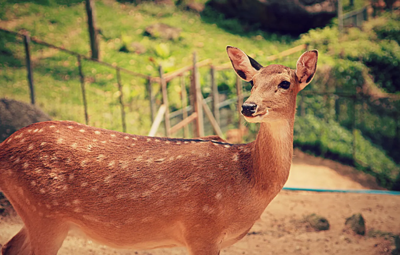 Photo wallpaper deer, Animals, Bambi