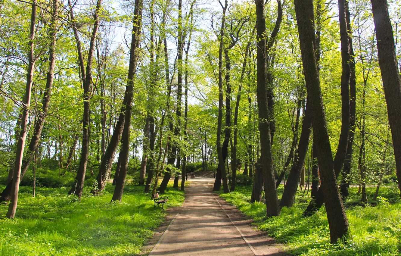 Photo wallpaper park, spring, alley