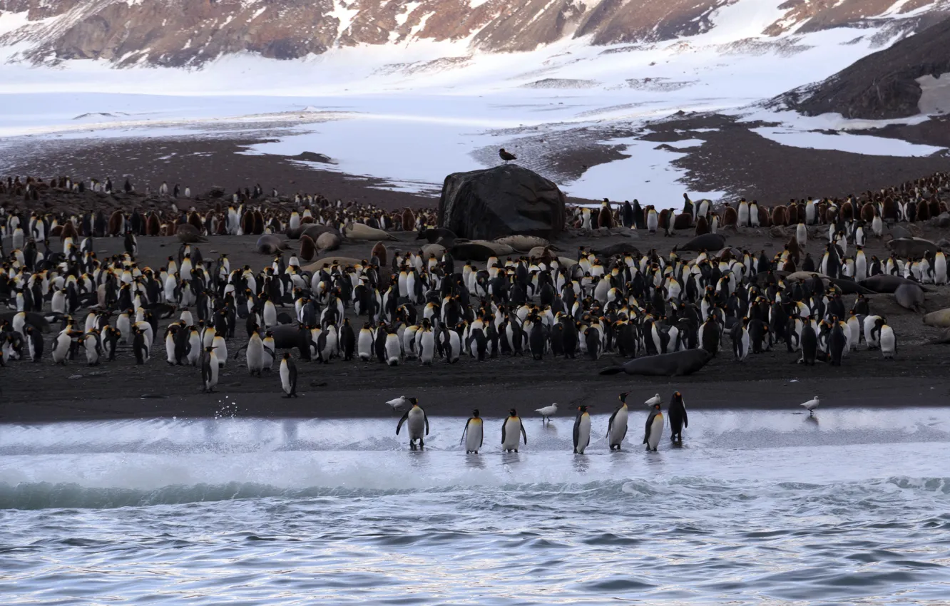 Photo wallpaper sea, nature, penguins, Antarctica