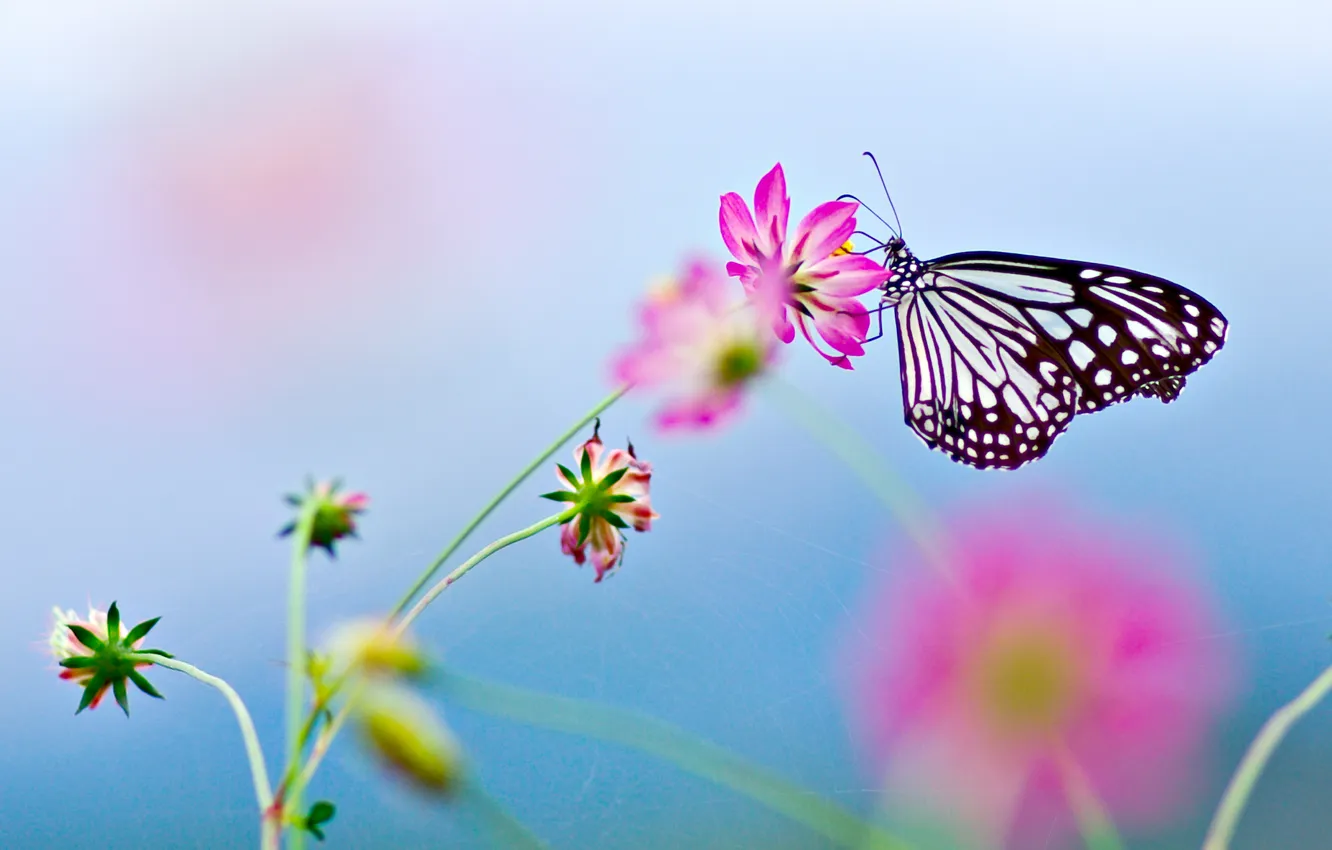 Photo wallpaper flower, butterfly, flower, butterfly