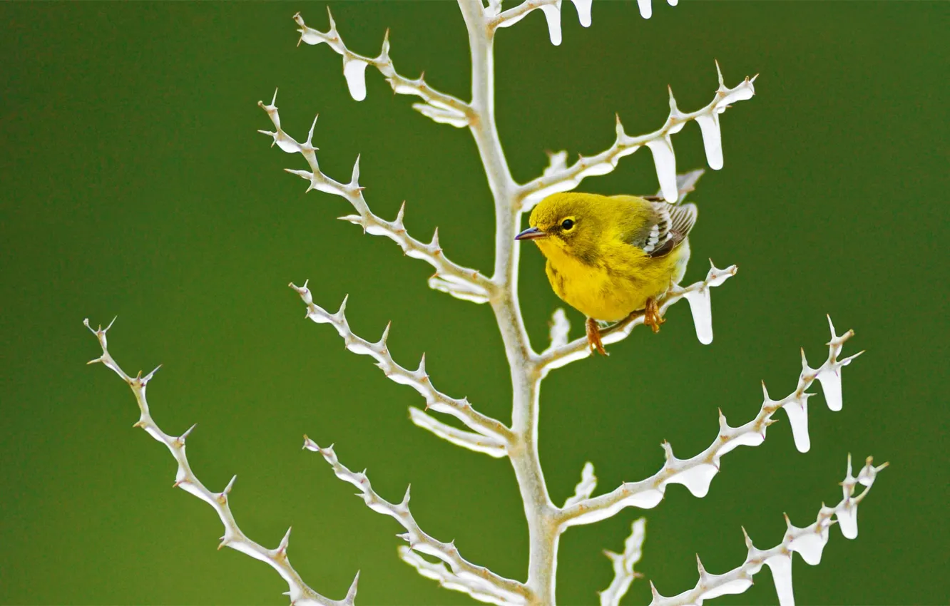 Photo wallpaper ice, nature, bird, plant, Warbler