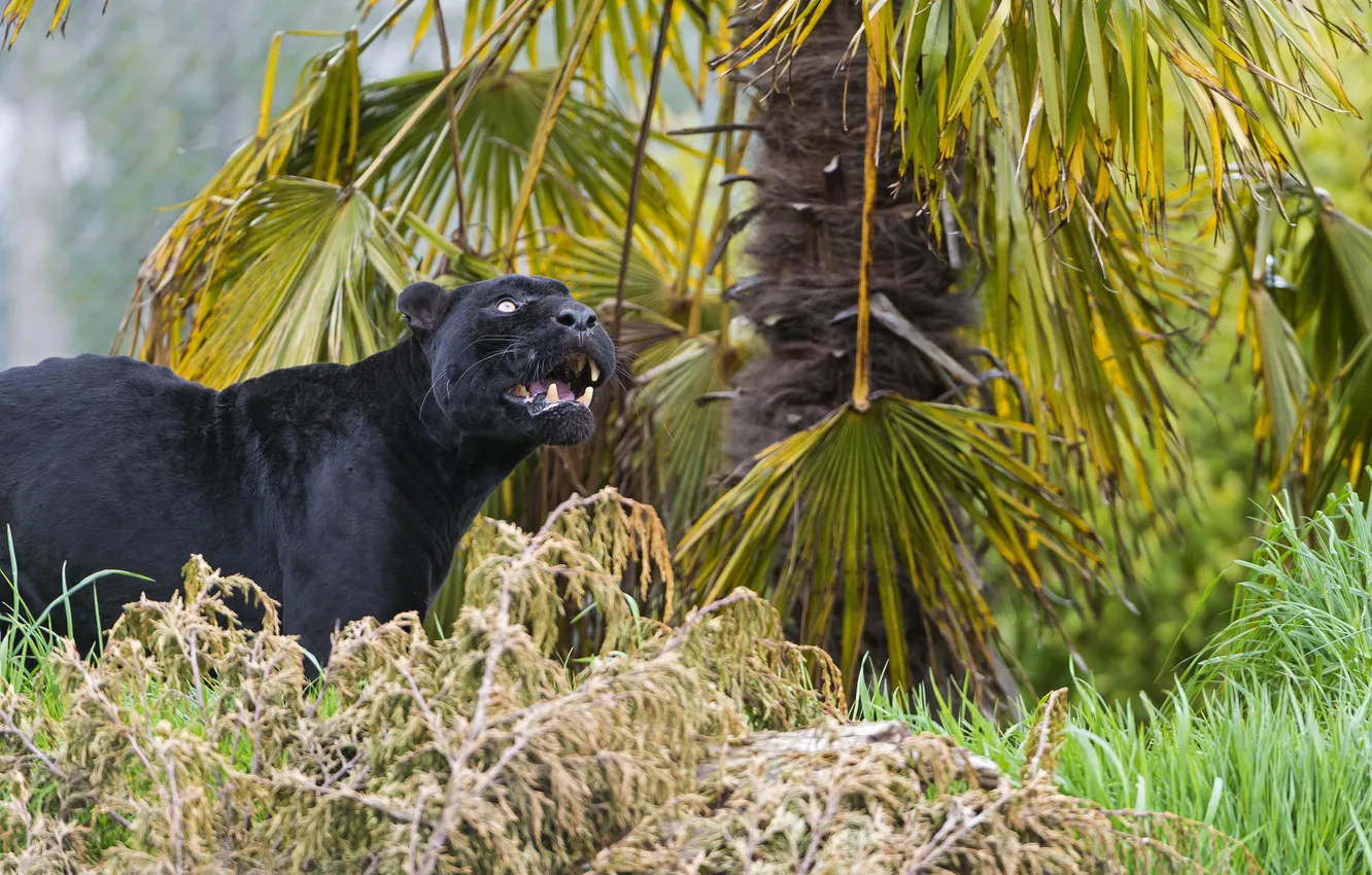Photo wallpaper cat, grass, look, black, Jaguar, ©Tambako The Jaguar