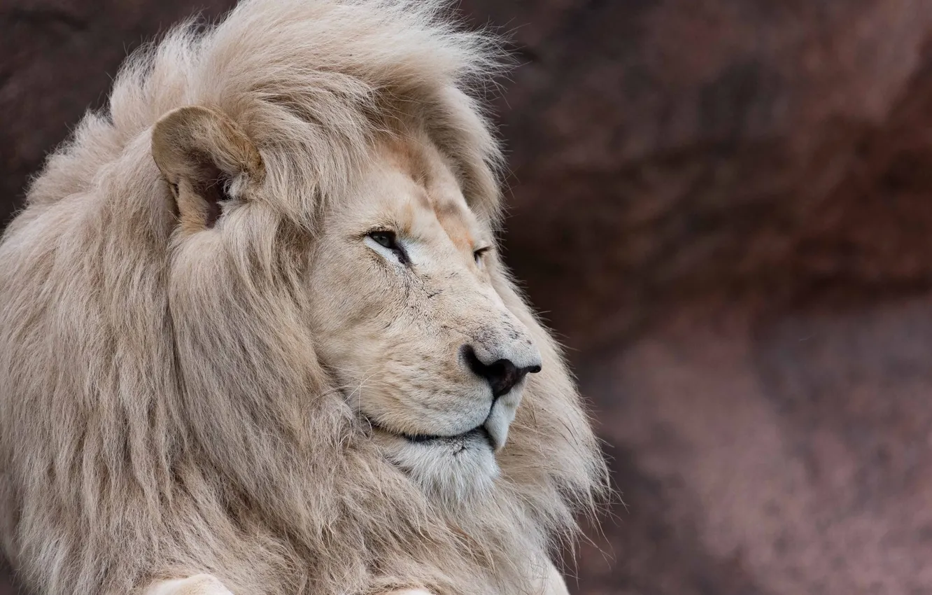 Photo wallpaper face, predator, mane, profile, wild cat, white lion