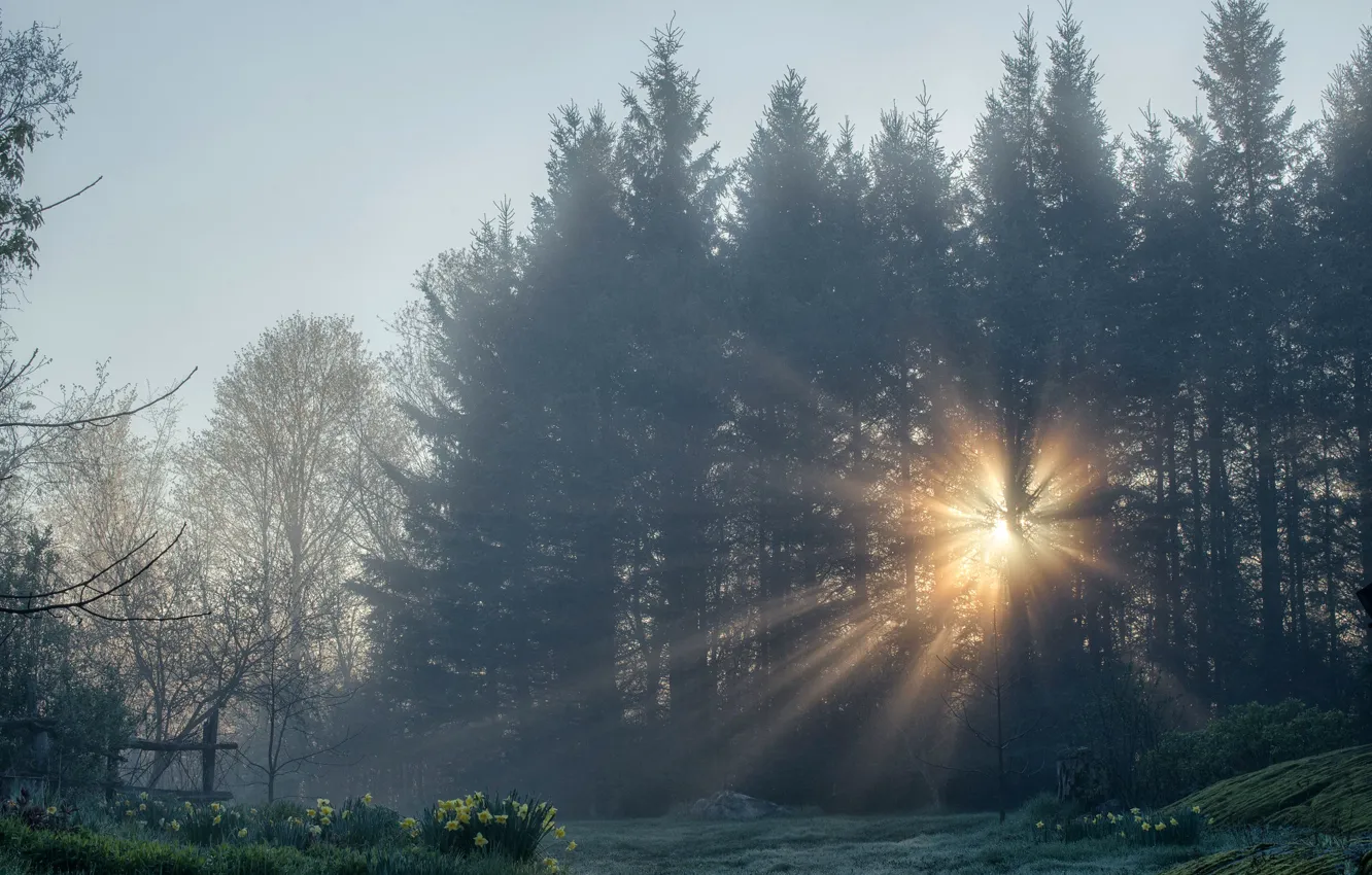 Photo wallpaper the sun, rays, fog, trees, dawn