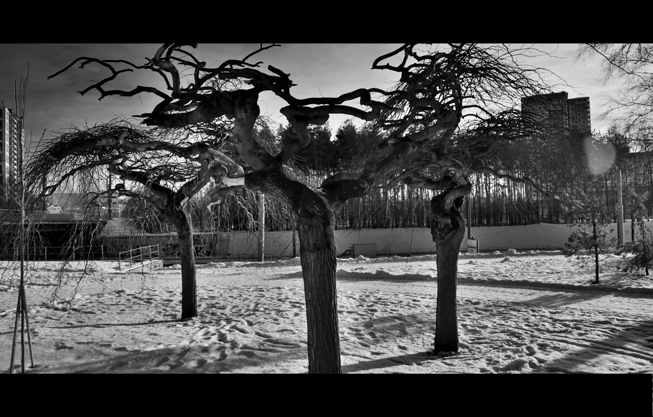 Photo wallpaper trees, the city, crown, black and white