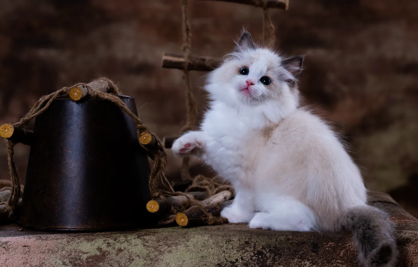 Photo wallpaper cat, white, look, pose, sweetheart, legs, sticks, bucket