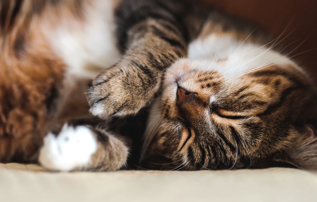 Photo wallpaper cat, pose, paws, sleeping