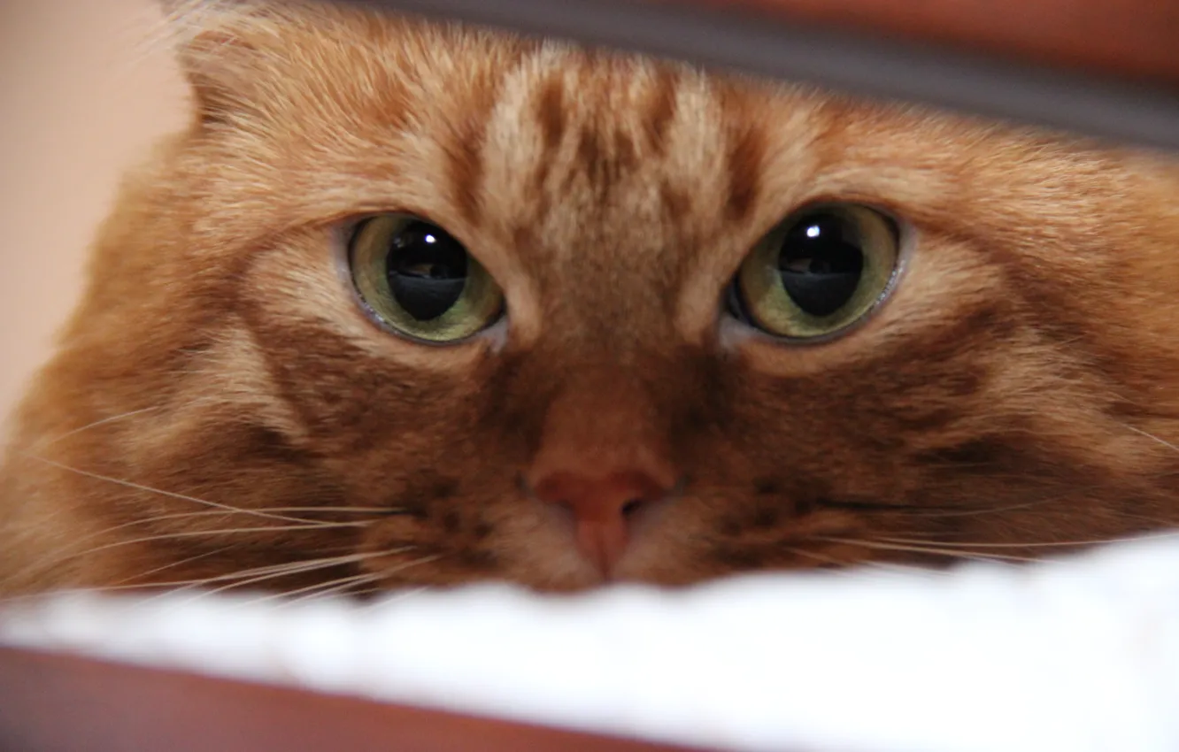 Photo wallpaper eyes, Cats, red, tricky, defenseless, Kurilian Bobtail