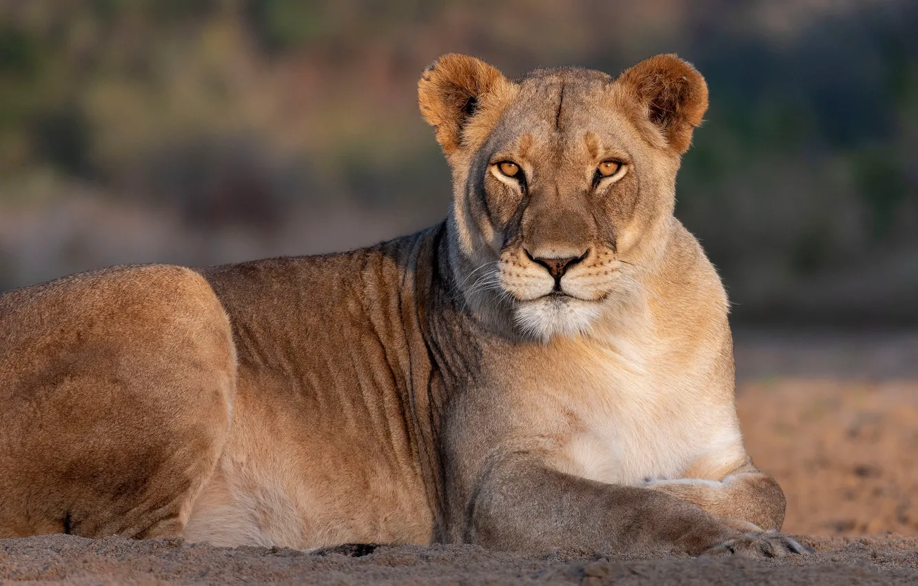 Photo wallpaper look, portrait, lioness, wild cat