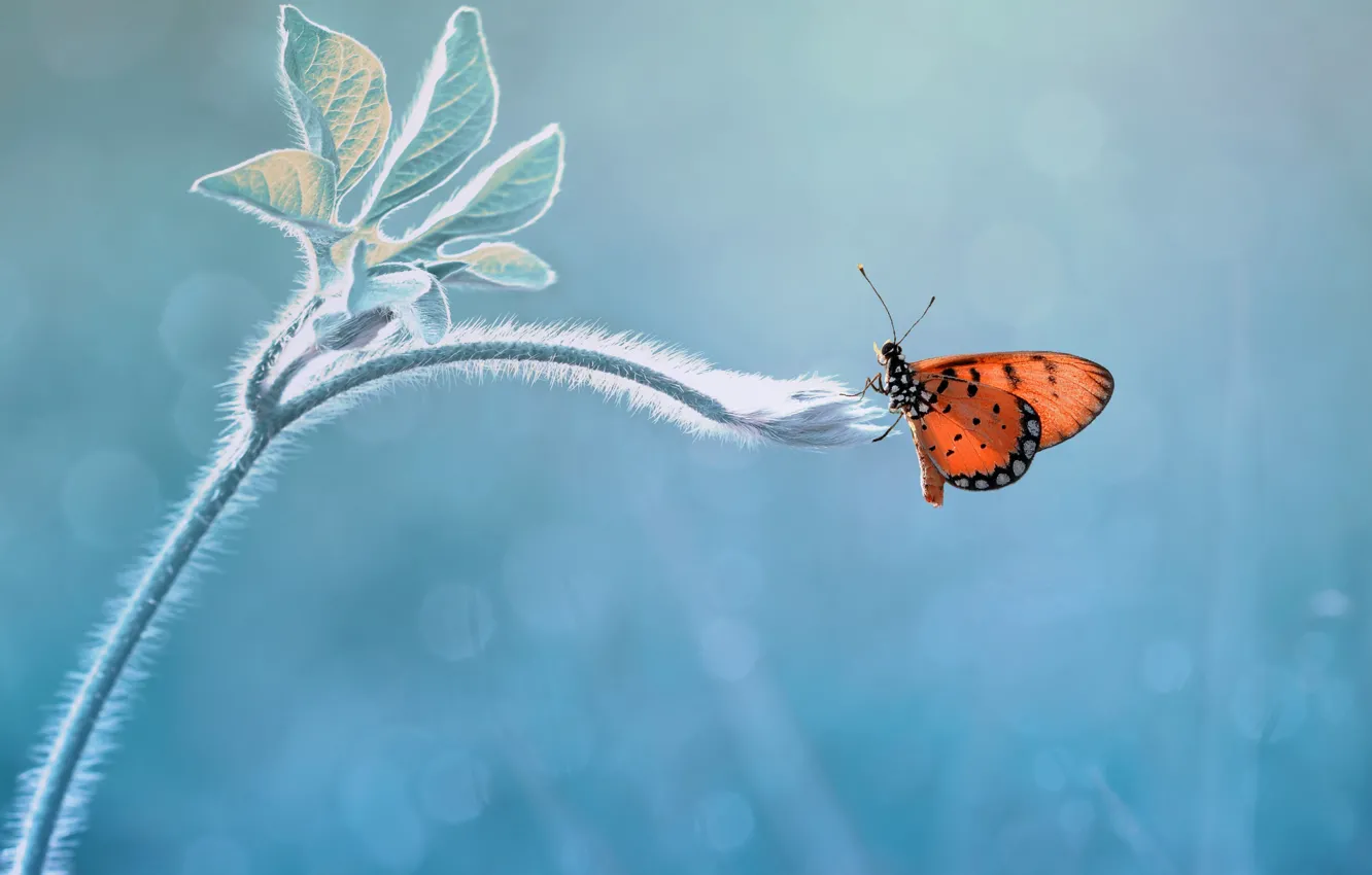 Photo wallpaper macro, background, butterfly, rostenie
