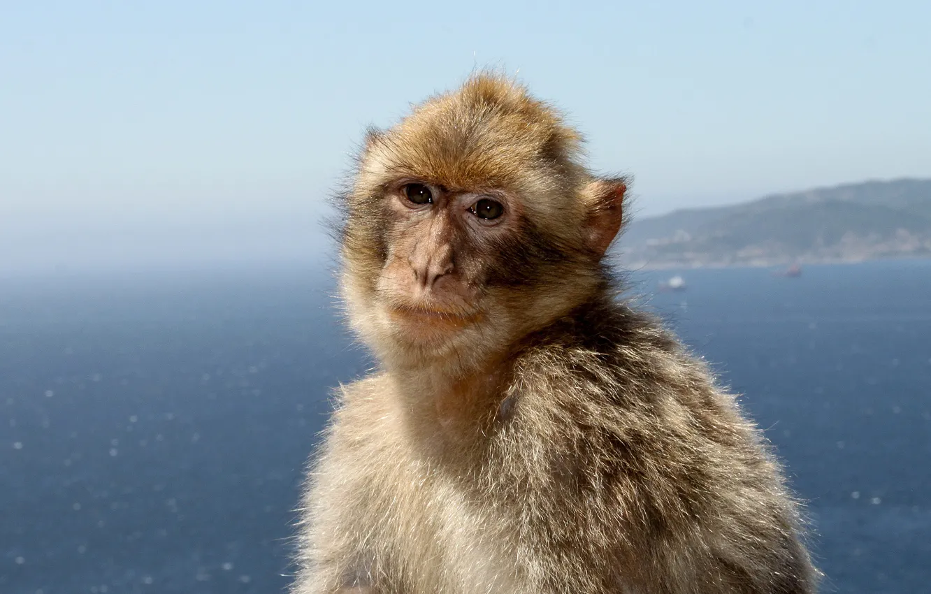 Photo wallpaper monkey, sea, landscape