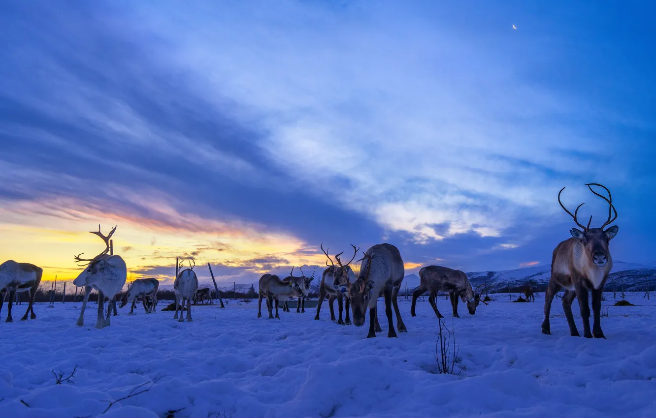 Photo wallpaper winter, field, the sky, snow, the moon, the evening, deer, twilight