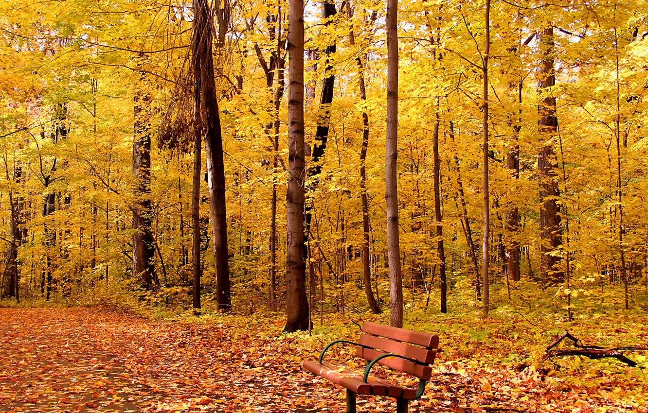 Photo wallpaper autumn, leaves, trees, Park, foliage, alley, bench