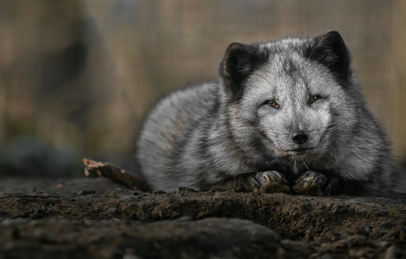Photo wallpaper look, nature, grey, lies, face, Fox