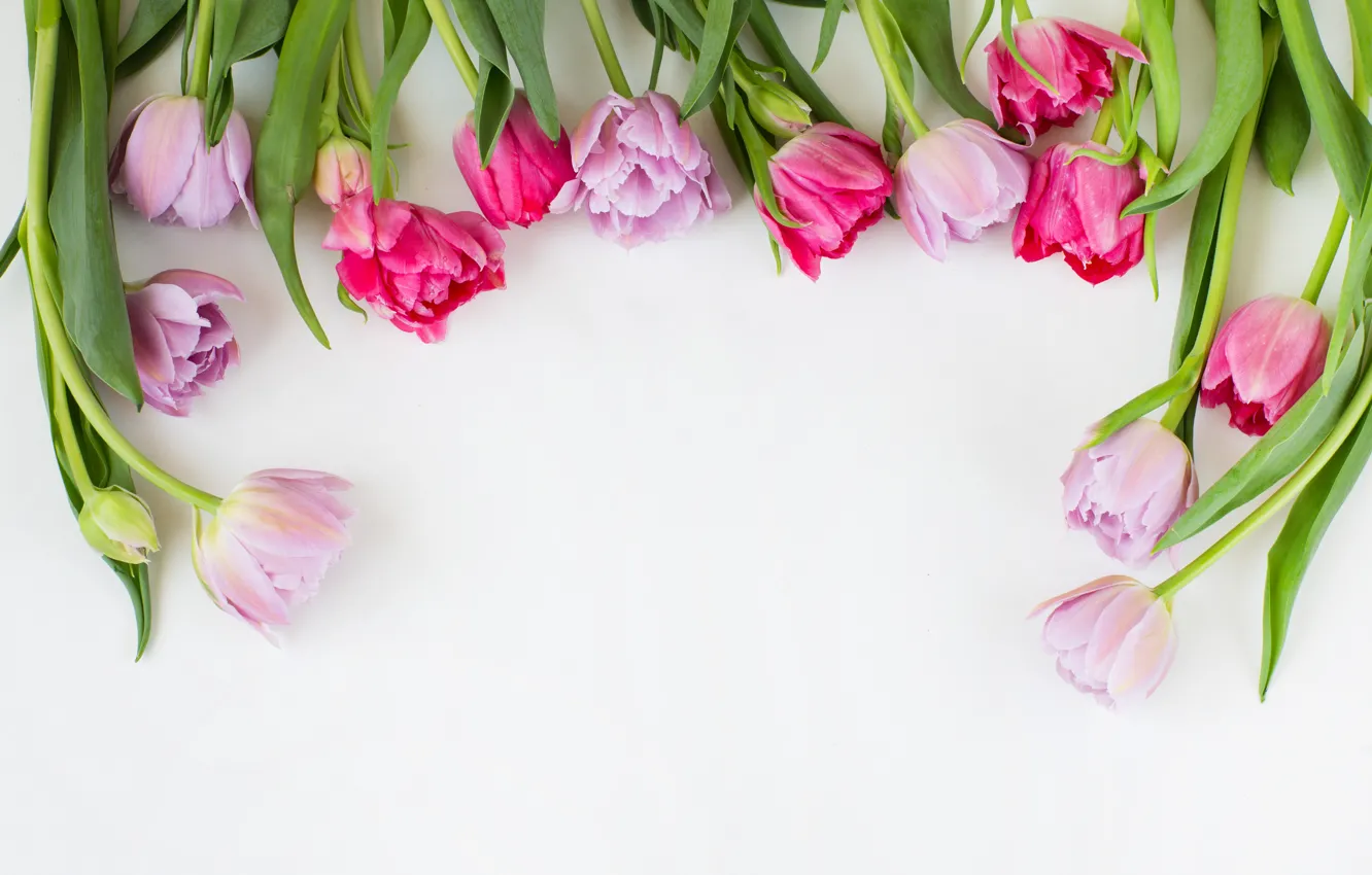 Photo wallpaper tulips, pink, flowers, tulips