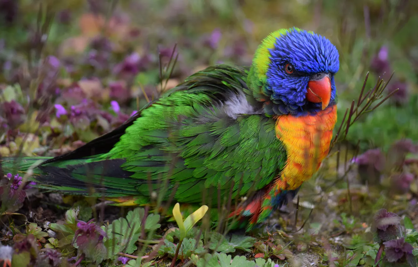 Photo wallpaper grass, colored, parrot