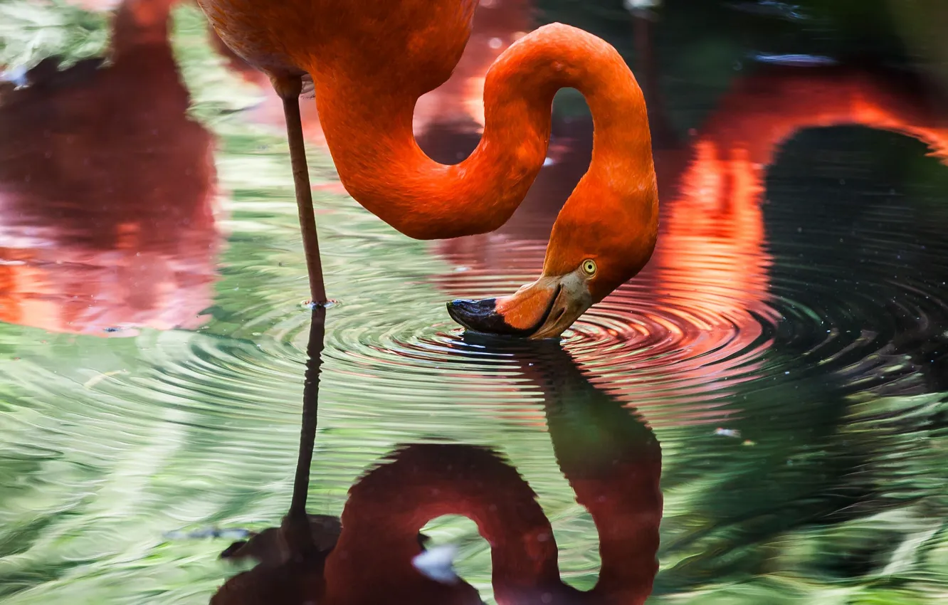 Photo wallpaper reflection, bird, Flamingo, pond, pink flamingos