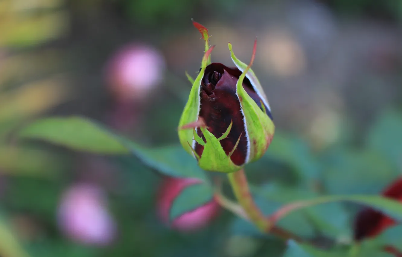 Photo wallpaper greens, flowers, red, black, roses, buds, Burgundy