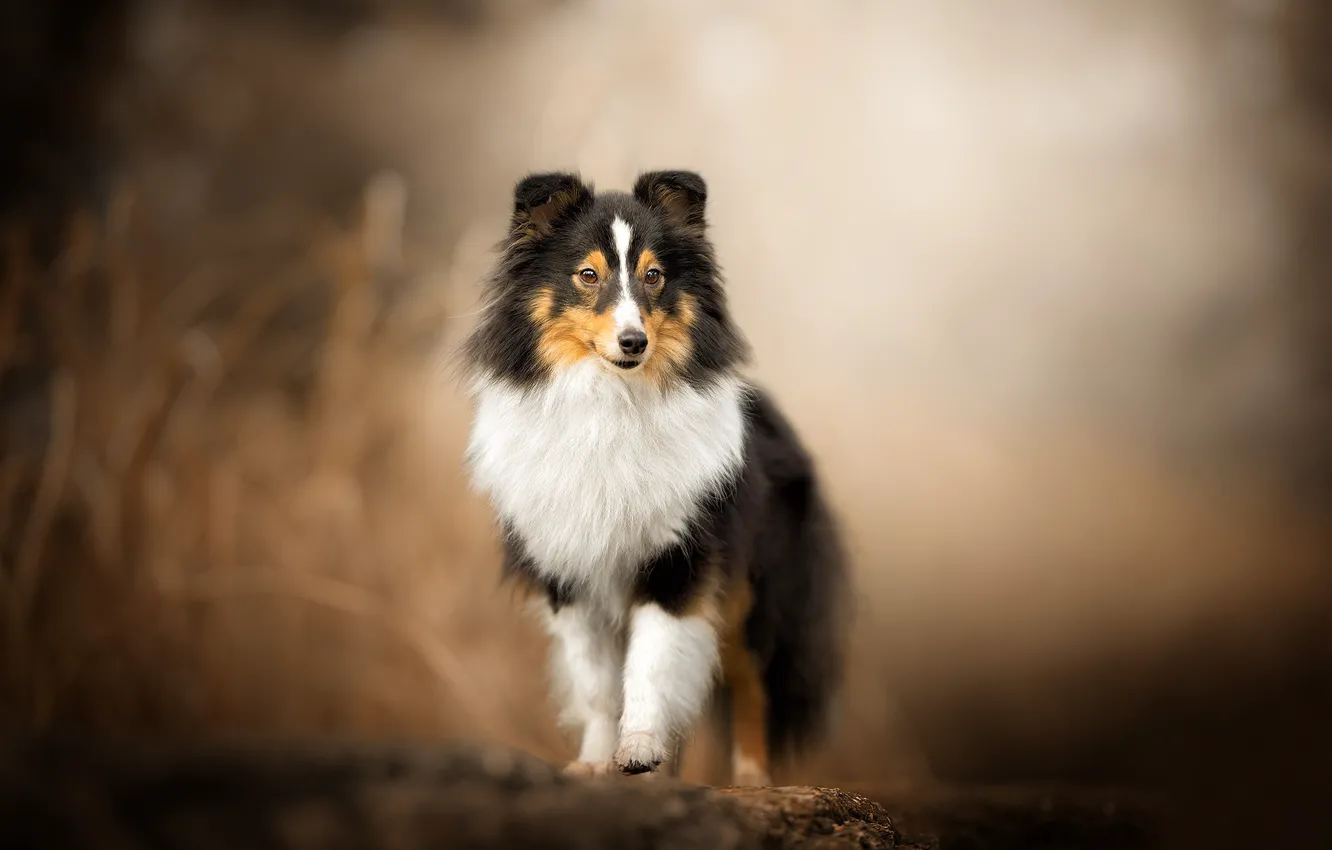 Photo wallpaper dog, bokeh, Sheltie, Shetland Sheepdog