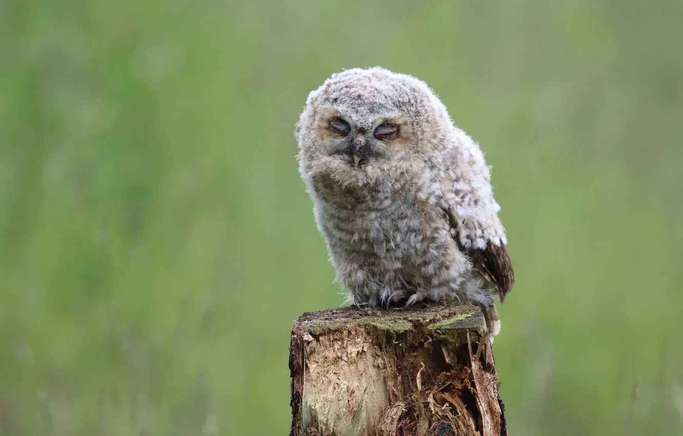 Photo wallpaper pose, grey, background, owl, bird, Board, Chicks, green background